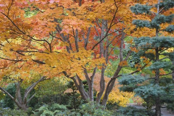 Oregon, Ashland Lithia Park trees in a Garden